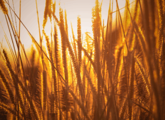 Natječaj za provedbu intervencije 73.02. „Obnova poljoprivrednog potencijala“