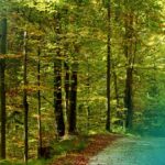 Objavljen prvi Natječaj za provedbu intervencije 73.08. Izgradnja šumske infrastrukture