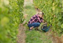 Objavljen Natječaj za podnošenje zahtjeva za potporu za intervenciju “58.1.a.01. – RESTRVINEY – Restrukturiranje i konverzija vinograda“